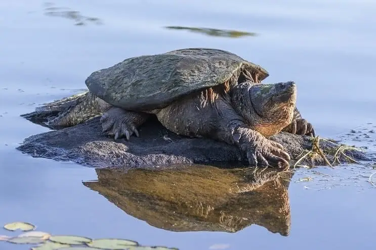 Baby snapping turtle resting on a rock