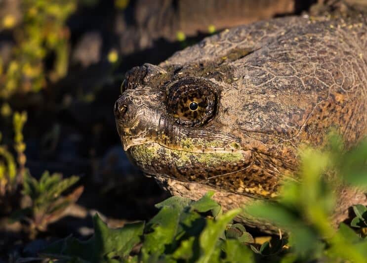 Baby snapping turtle close up