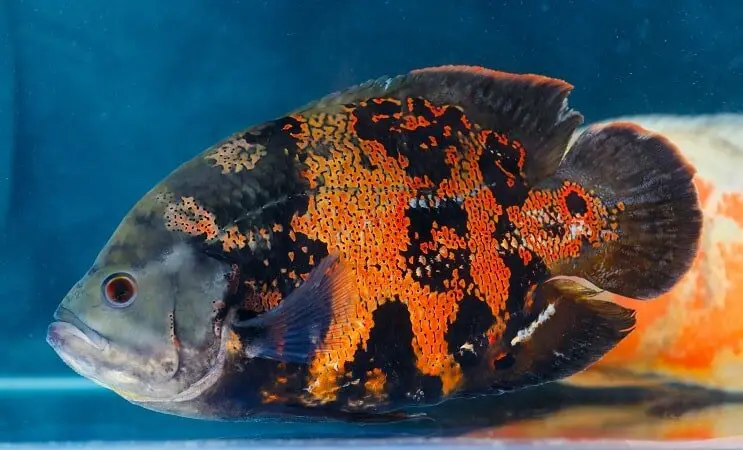 Tiger Oscar Fish
