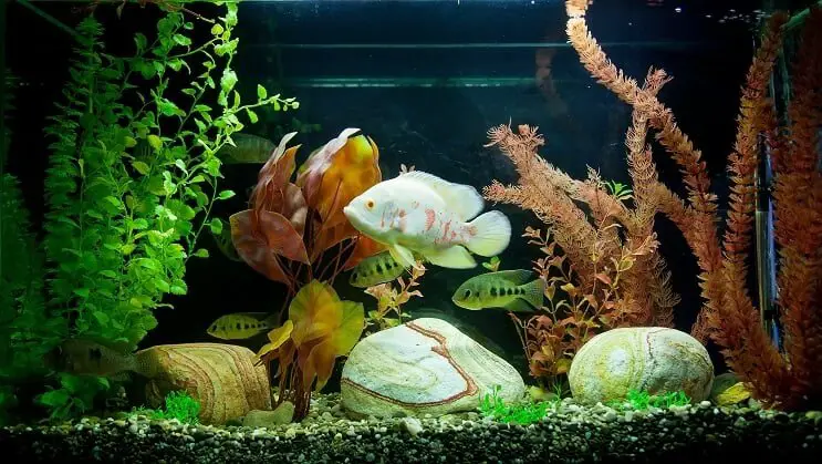 Tropical Tank