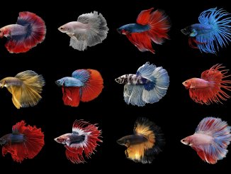 Types of Betta Fish Which is the Perfect One for You? Banner