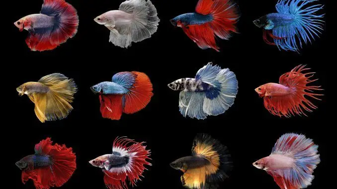 Betta Fish Chart