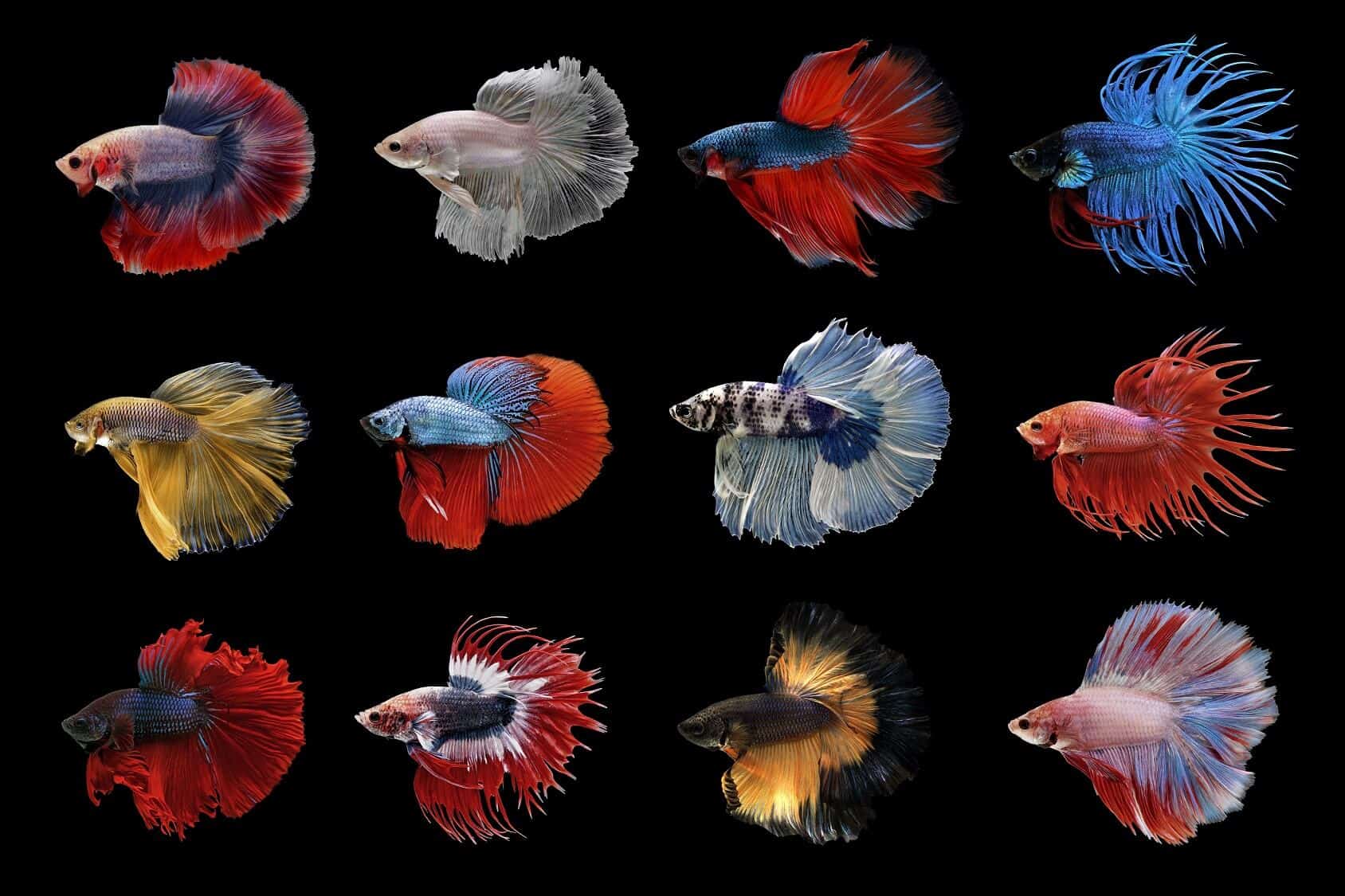 Types of Betta Fish: Which is the Perfect One for You? | Fishkeeping ...