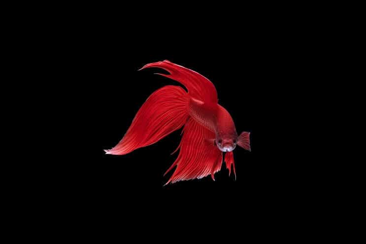 Veiltail Betta