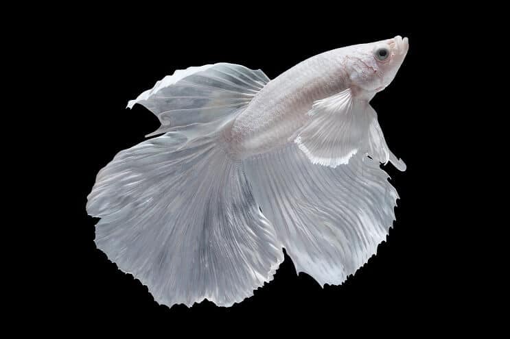 albino betta fish for sale