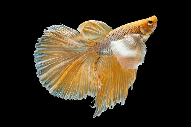 Yellow Betta