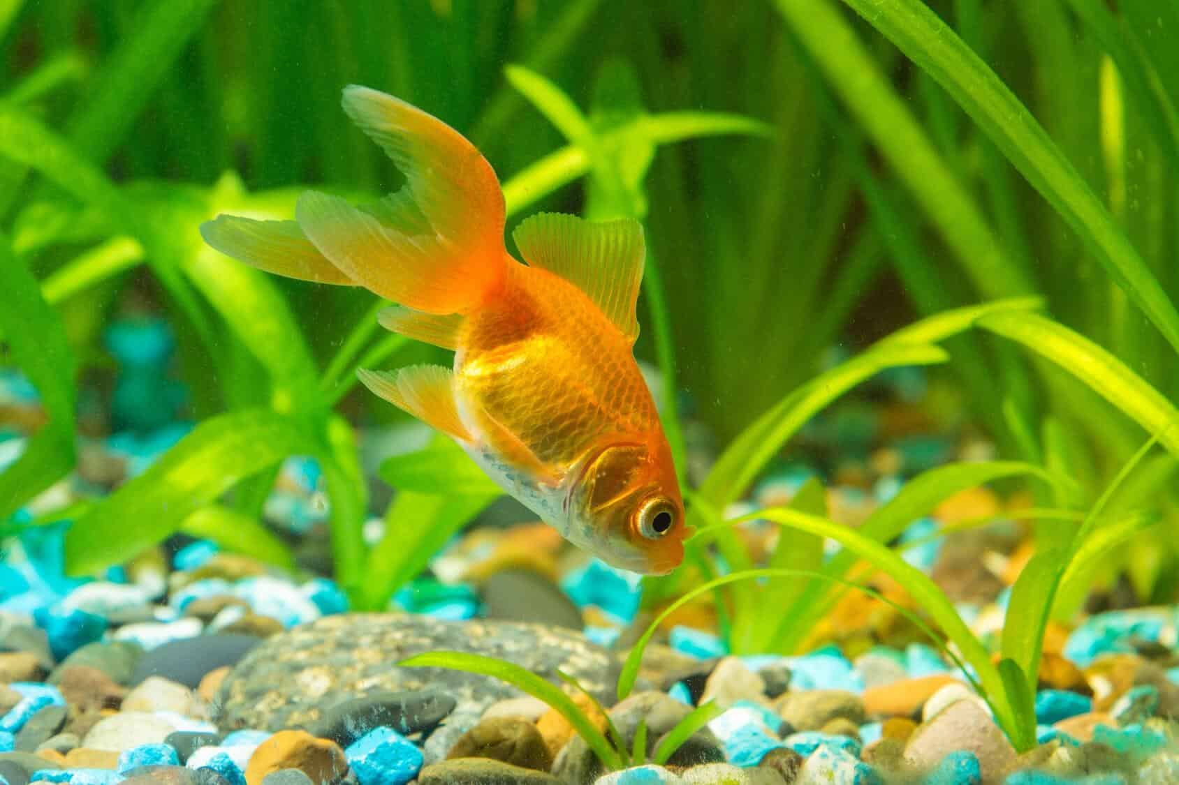 best food for fancy goldfish