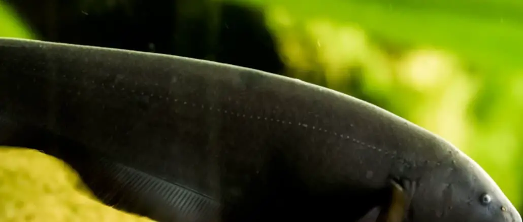Black Ghost Knifefish Care Guide All You Need To Know Banner