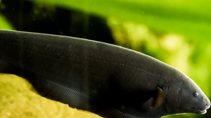 Black Ghost Knifefish Care Guide All You Need To Know Banner