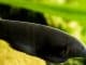 Black Ghost Knifefish Care Guide All You Need To Know Banner