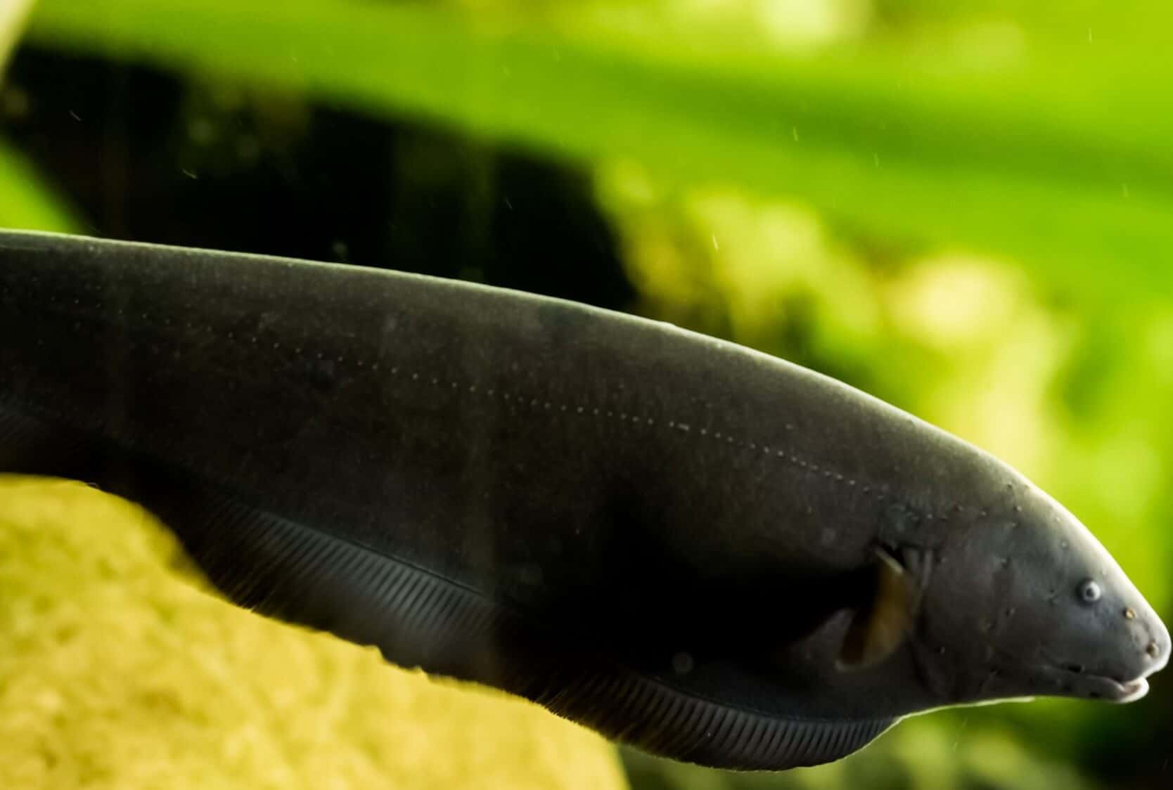 Black Ghost Knifefish Care Guide: All 