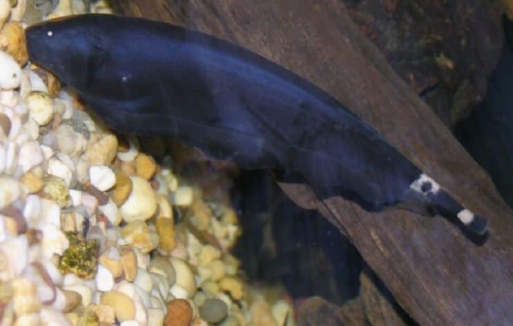 ghost knife fish swimming upside down