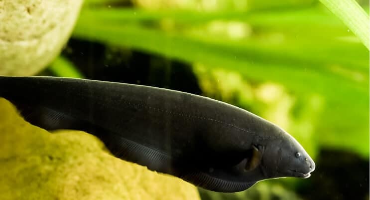 Black Ghost Knifefish