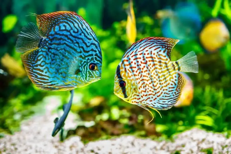 Discus