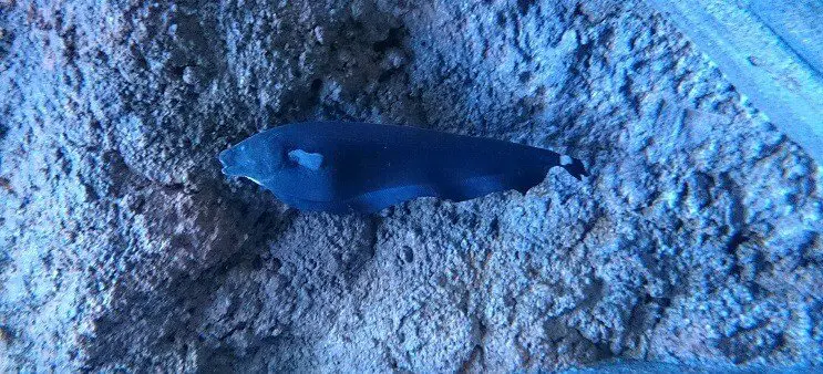 Ghost Knifefish Swimming