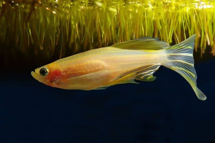 Golden morph Zebra Danio