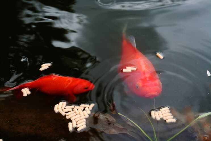 Goldfish Eating Pellets