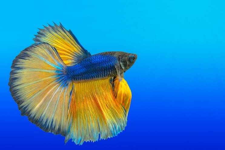 yellow and blue betta swimming in blue water