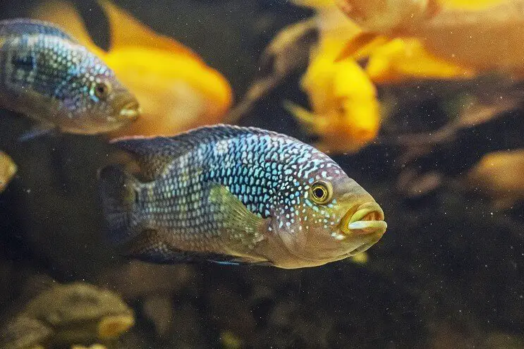 Two Jack Dempsey fish swimming together in a decorated aquarium