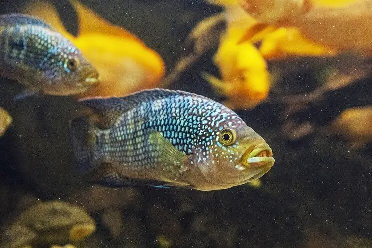 Aspetto del pesce Jack Dempsey