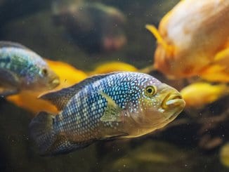 Jack Dempsey Fish Care Guide Is This The Right Cichlid For You? Cover