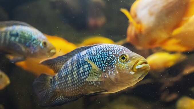 Jack Dempsey Fish Care Guide Is This The Right Cichlid For You? Cover