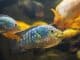 Jack Dempsey Fish Care Guide Is This The Right Cichlid For You? Cover