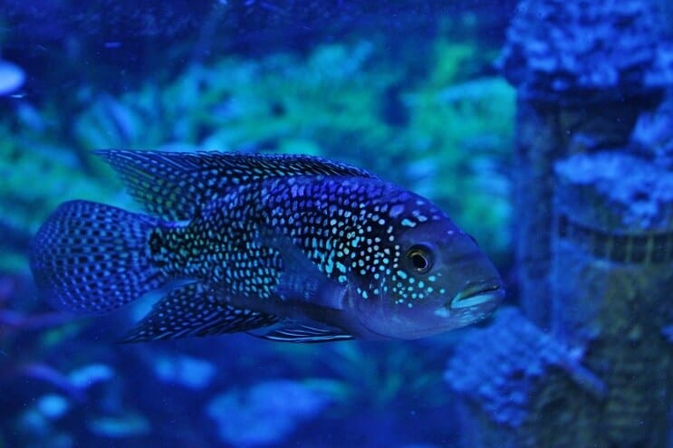 Jack Dempsey fish swimming in an artificially lit tank, demonstrating a glow