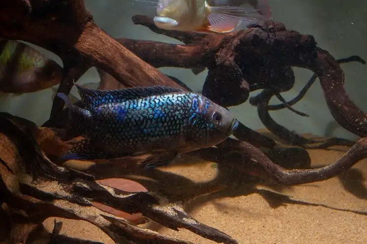 Jack Dempsey fish swimming near sandy substrate and submerged logs