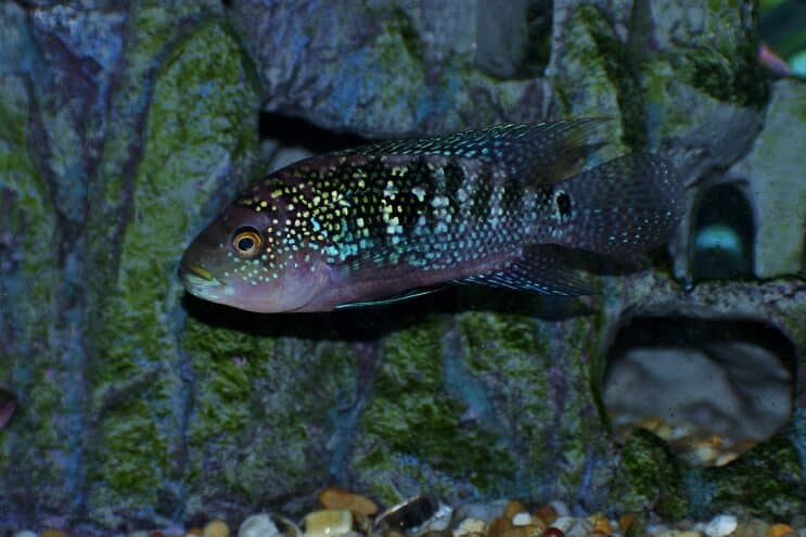 Jack Dempsey fish swimming near submerged caves in a decorated tank