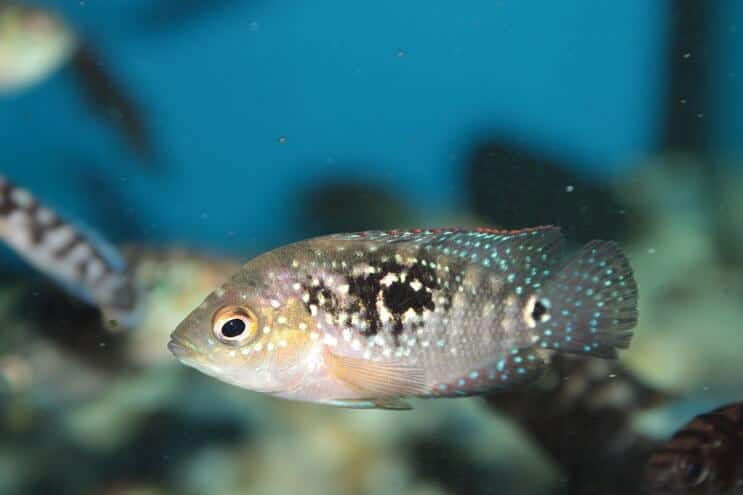 Juvenile Jack Dempsey fish swimming several days after being bred