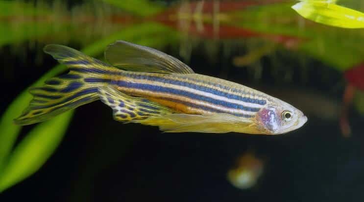 A longfin zebra danio swimming near the bottom of a planted aquarium