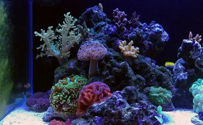 Tanque de arrecife