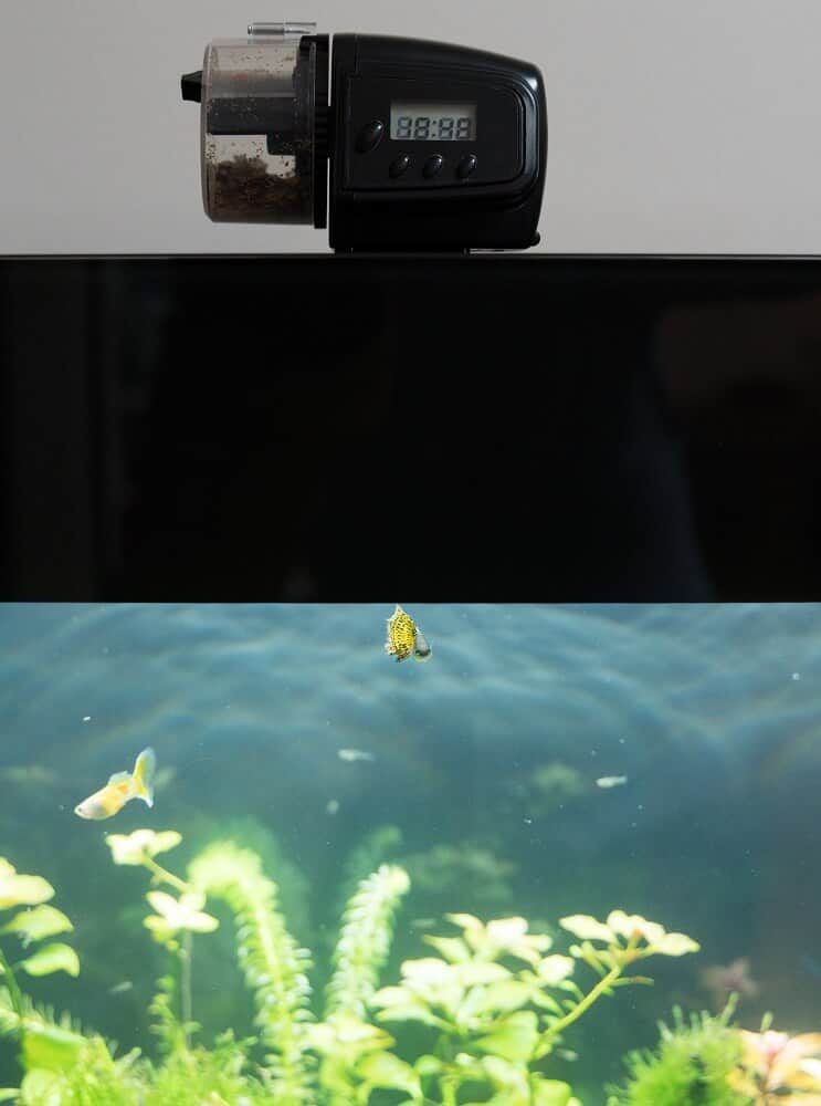 automatic aquarium fish feeder