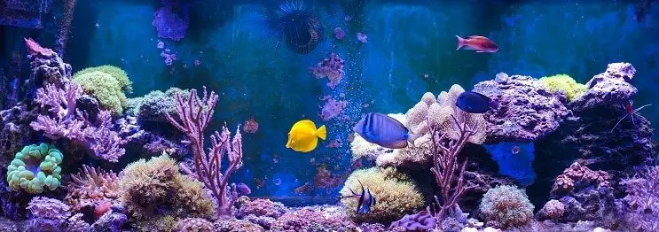 Saltwater Tank