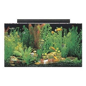 Most Affordable 50 Gallon Tank