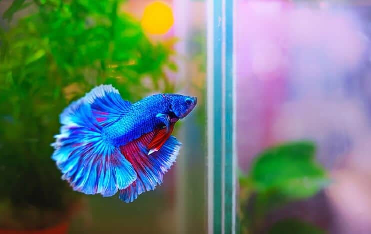 betta swimming around planted tank