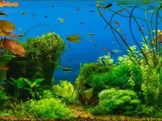 The Best 50 Gallon Fish Tanks The Definitive Guide Cover