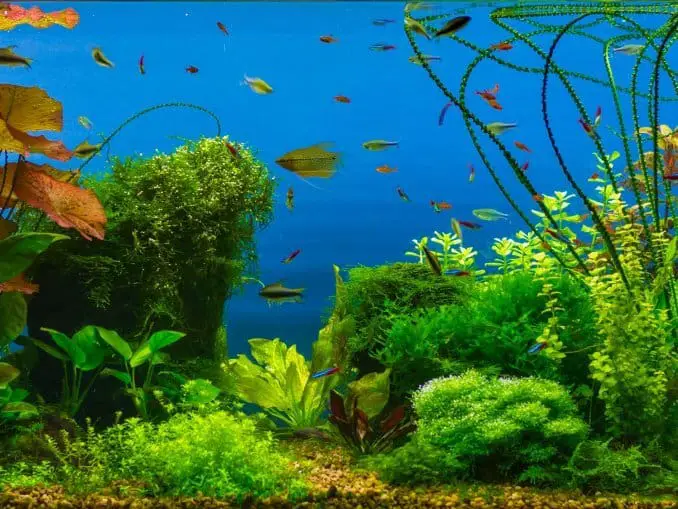 40 Gallon Aquarium Guide: Best Fish, Setup Ideas and More ...