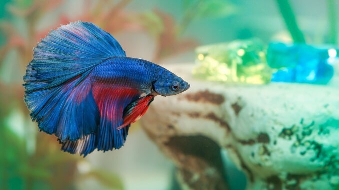 Lazy betta fish deals