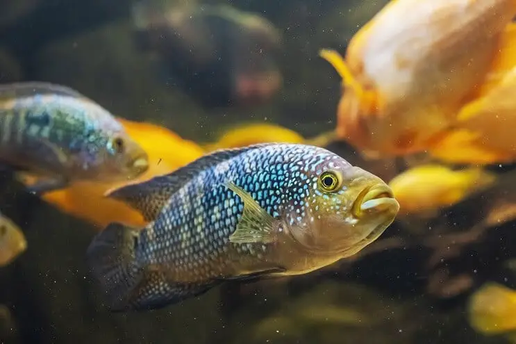 Two Jack Dempsey fish swimming together in a community tank