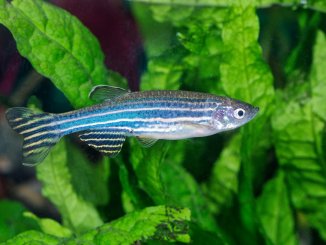 Zebra Danio Complete Care Guide Is This Fish Right For Your Tank? Cover
