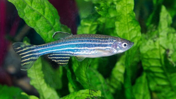 Zebra Danio Complete Care Guide Is This Fish Right For Your Tank? Cover