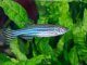 Zebra Danio Complete Care Guide Is This Fish Right For Your Tank? Cover