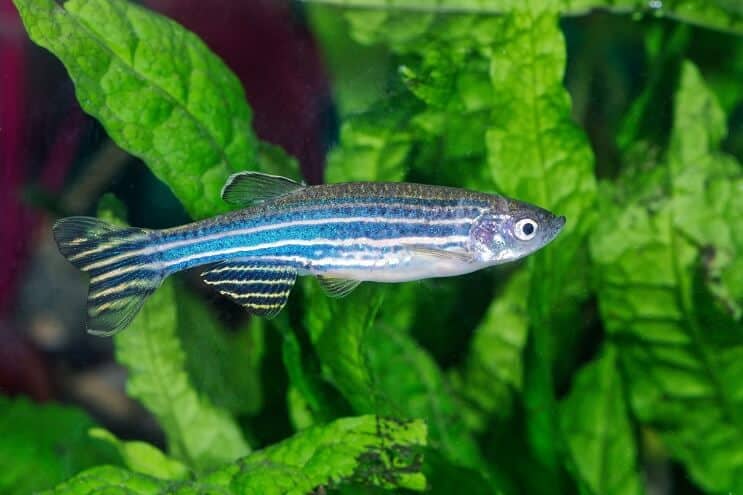 A stunning zebra danio swimming through aquarium plants