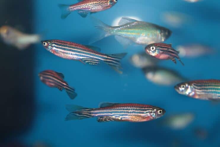 A school of beautiful zebra danios in a community tank