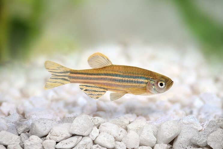 Zebra danio swimming along the substrate in its tank