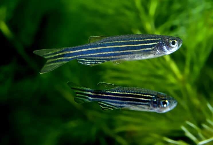 Two zebra danios swimming in a planted tank