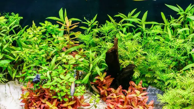 12 Best Aquarium Plants Floating, Low Light, Easy Care and More... Cover