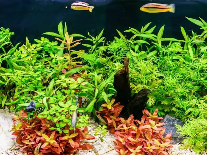 30+ Best Low Light Aquarium Plants Easy Care, Carpet and More… Fishkeeping World
